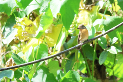 Cyornis whitei