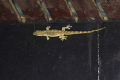 Hemidactylus garnotii