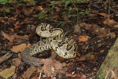 Yucatán Neotropical Rattlesnake