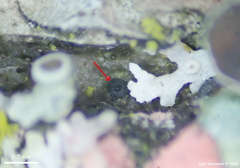 Splanchnonema ampullaceum