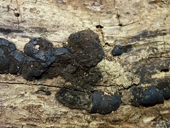 Kretzschmaria deusta