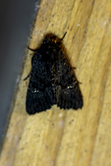 Neumichtis nigerrima