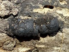 Kretzschmaria deusta