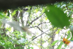 Trachypithecus phayrei