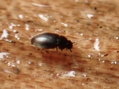 Ptiliidae