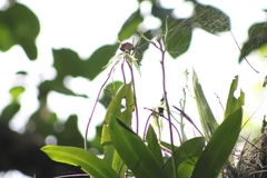 Prosthechea cochleata