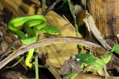 Trimeresurus popeiorum