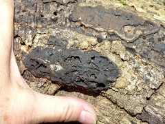 Kretzschmaria deusta