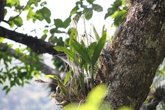 Prosthechea cochleata