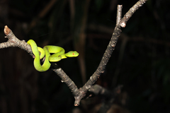 Trimeresurus popeiorum