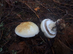 Agaricus albolutescens