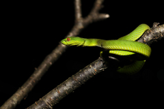 Trimeresurus popeiorum