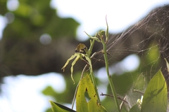 Prosthechea cochleata