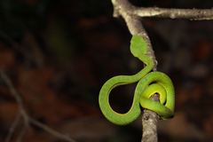 Trimeresurus popeiorum