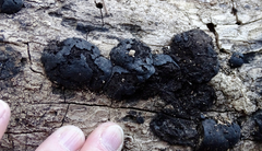 Kretzschmaria deusta