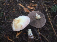 Agaricus albolutescens