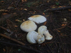 Agaricus albolutescens