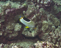 Chaetodon ephippium