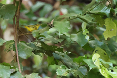 Phylloscopus ricketti