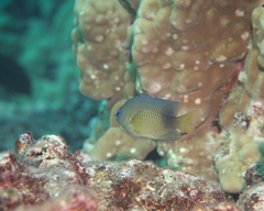 Plectroglyphidodon johnstonianus