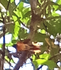 Pericrocotus flammeus