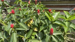 Costus woodsonii