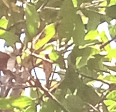 Pericrocotus flammeus