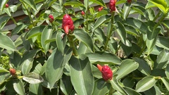 Costus woodsonii