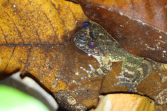 Limnonectes taylori