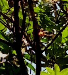 Pericrocotus flammeus