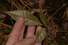 Vesselowskya rubifolia