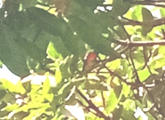 Pericrocotus flammeus