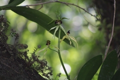 Prosthechea cochleata
