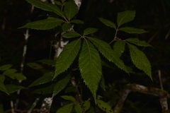 Vesselowskya rubifolia