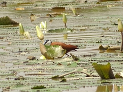 Actophilornis africanus