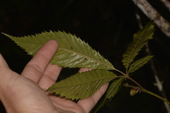 Vesselowskya rubifolia