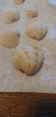 Chionopsis intapurpurea