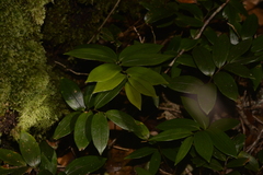 Drymophila moorei