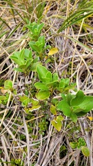 Coprosma serrulata
