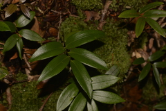 Drymophila moorei