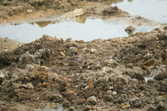 Gallinago