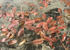 Potamogeton cheesemanii