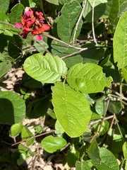 Kennedia coccinea
