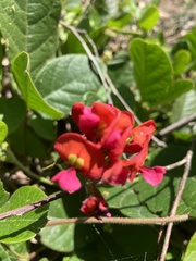Kennedia coccinea