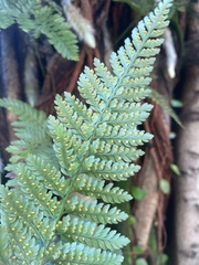 Davallia griffithiana