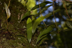 Microsorum pustulatum