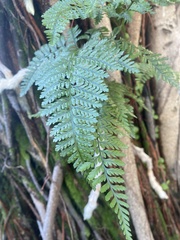 Davallia griffithiana