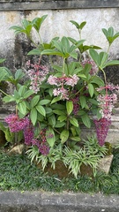 Medinilla