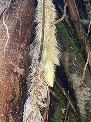 Davallia griffithiana