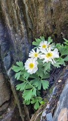 Ranunculus buchananii